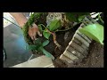 Thrive Hexagon Bioactive Vivarium Build