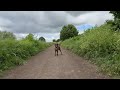 Anxiety Busting Countryside Virtual Dog Walk 🐕 Sounds of Nature and Music🐕 Dog TV (NO ADS) #dogtv