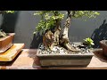 Bonsai จำหน่ายบอนไซ อัฟเดทไม้มาไหม่