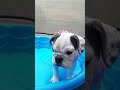 English Bulldog in bikini and by her Pool