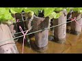 Backyard Aquaponics Farming Fresh Fish and Growing Lettuce - Aquaponics Sand and Gravel Filter