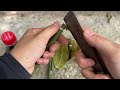 Video summarizing 4 top mango propagation techniques using Coca Cola chicken eggs and bananas