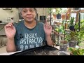 Hang out and repot with me. Moving plants from fluval to soil & repotting neglected plants
