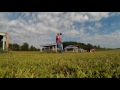 The birds and the hayfield