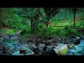 River Side Country Relaxing Nature Ambience Healing Water Therapy Stress Relief