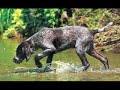 Another Moses the German Wirehaired Pointer video