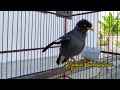 Starling Bird Sounds For relax Part 4