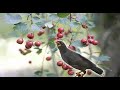 White-vented Myna, Javan Myna, Pale-bellied Myna Song (Acridotheres javanicus )  Bird Mastering  