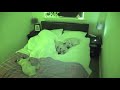 What Its Like Sharing a Bed With 3 Pugs!