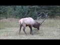 Elk Rut 2013