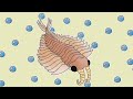 cambrian animals !! full album