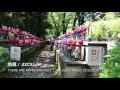 Tokyo Tower and Zoujouji Temple 東京タワー＆増上寺