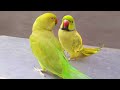 Ringneck parrot and femaĺe parrot speaks with each other |  Parrot doing conservation with eachother