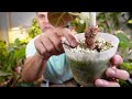 ALOCASIA JACKLYN how to keep it thriving!