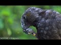 Songbirds Of The Forest - Rainforest Calls | Scenic Cinema With Nature & Bird Sounds 4K