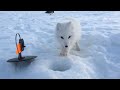 Arctic fox: continued! (Arctic fox and his girlfriend)