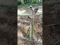 planting dragon fruit