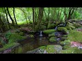 Clear Green Forest Stream Flows, Birds Chirping, Relaxing Nature Sounds