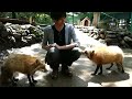 Fox Village in Zao Japan!  蔵王きつね村・kitsune mura