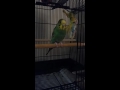 Sofia fluffs up all happy and flies around - Parakeet/Budgie