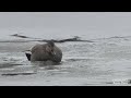 Птицы в зимнем апреле. Birds in winter April.