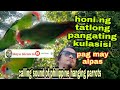 HONI NG TATLONG PANGATING KULASISI PAG MAY LAYAW O ALPAS.#birds #kulasisi #philipinehangingparrots