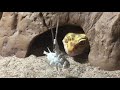 Lepard Gecko Feeding video 9