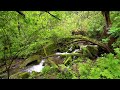 Fantastic Melodies of Nature, Relaxing Forest Sounds, Birds Chirping, Babbling Brook