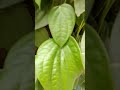 #🧿Geetha kubera 🪶 youtube long video #Black pepper plant...