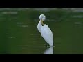 Great Egrets! (HD)