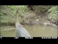 Backyard Trail Cam Video, BEST OF COMPILATION!!!