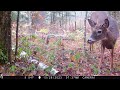 OCTOBER 2023 GAME CAMERAS