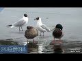 Массовый прилет птиц на Большое озеро Царского Села. Mass arrival of birds to the Big Lake.