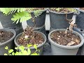 โครงสร้างบอนไซมะขาม 5 เดือนผ่านไปจากคลิปก่อน / Tamarind bonsai raw material.