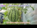 Amazing way to grow watermelon seeds , make a natural insecticide, prepare for the rainy season