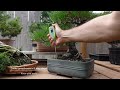 Unlock the Power of Watering for Thriving Bonsai Trees