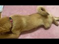 【保護犬11日目】甘噛みするようになった！止まらないかまちょ！