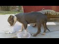 Saved my Blue Pit Bull puppy from parvo Vlog #11