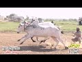 Bull Race - Narali - Dangerous Bulls - Fateh Jang  Bulls - Hamza sky video - 2.5.2024