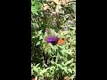 Butterflies in a Secret Garden