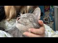 One-tooth cat purring ASMR