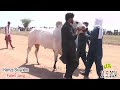 Bull Race - Fateh Jang bulls - Mare Bull - Hamza sky video