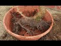 Developing a Bonsai Cherry from field stock - Following up!