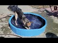 German Shepherd's New Swimming Pool