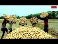 আজকের আলুর বাজার মূল্য | india potato news west bangal | Potato price today west bengal