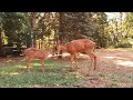 Goldie and Her Fawn