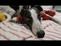 Magnus the Greyhound - How is he now?