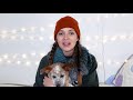 Red Heeler PUPPY's first few weeks at home! | Bindi