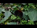 #NatureToGo | Woolly Bears and the Winter Season – Minnesota Native Caterpillar