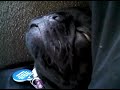 Bella Black Pug Napping and Snoring
